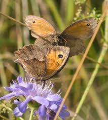 Attēlu rezultāti vaicājumam “Maniola jurtina female”