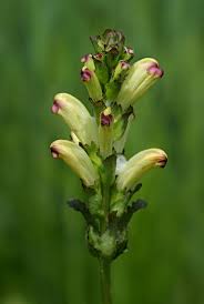 Attēlu rezultāti vaicājumam “Pedicularis sceptrum-carolinum flower”