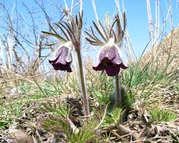 Attēlu rezultāti vaicājumam “Pulsatilla pratensis flower”