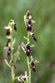 Attēlu rezultāti vaicājumam “Ophrys insectifera leaf”
