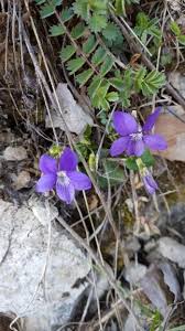 Attēlu rezultāti vaicājumam “Viola rupestris”