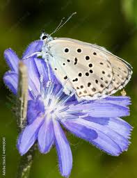 Attēlu rezultāti vaicājumam “Maculinea alcon”