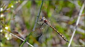 Attēlu rezultāti vaicājumam “Lycogala persicum young”