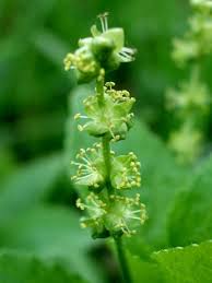Attēlu rezultāti vaicājumam “Mercurialis perennis flower”