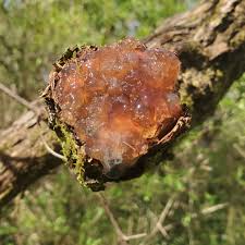 Attēlu rezultāti vaicājumam “Myxarium nucleatum”