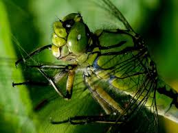 Attēlu rezultāti vaicājumam “Ophiogomphus cecilia”