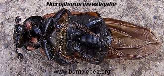 Attēlu rezultāti vaicājumam “Nicrophorus investigator imago”
