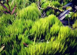 Attēlu rezultāti vaicājumam “Campylopus introflexus”