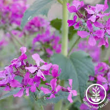 Attēlu rezultāti vaicājumam “Lunaria annua leaf”