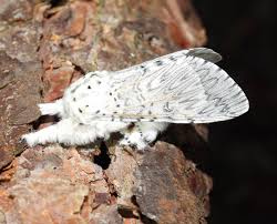 Attēlu rezultāti vaicājumam “Cerura vinula imago”