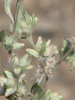 Attēlu rezultāti vaicājumam “Filago arvensis”