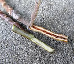 Attēlu rezultāti vaicājumam “Liriodendron tulipifera bud”