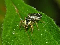 Attēlu rezultāti vaicājumam “Heliophanus sp.”