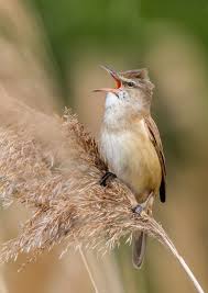 Attēlu rezultāti vaicājumam “Acrocephalus arundinaceus adult”