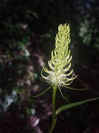 Attēlu rezultāti vaicājumam “Phyteuma spicatum fruit”