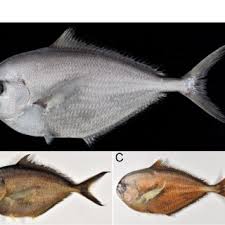 Image result for Eumegistus illustris