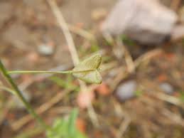 Attēlu rezultāti vaicājumam “Capsella bursa-pastoris fruit”