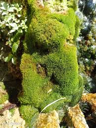 Attēlu rezultāti vaicājumam “Eucladium verticillatum”