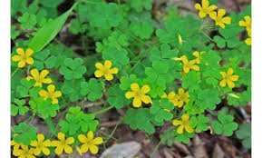 Attēlu rezultāti vaicājumam “Oxalidaceae”