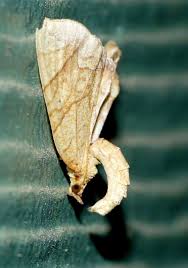 Attēlu rezultāti vaicājumam “Eulithis sp.”