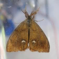 Attēlu rezultāti vaicājumam “Orgyia antiqua”