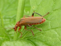 Attēlu rezultāti vaicājumam “Cantharis livida”