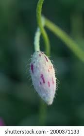 Attēlu rezultāti vaicājumam “Papaver argemone bud”