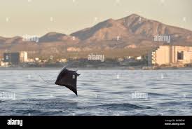 Image result for Mobula thurstoni