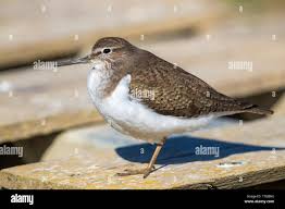 Attēlu rezultāti vaicājumam “Actitis hypoleucos adult”