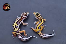 Attēlu rezultāti vaicājumam “Lycogala exiguum aggr.”