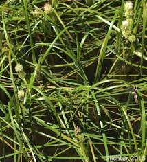 Attēlu rezultāti vaicājumam “Sparganium minimum”