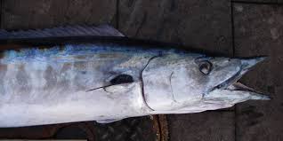 Image result for Acanthocybium solandri