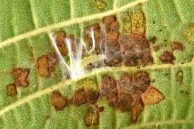 Attēlu rezultāti vaicājumam “Pandemis heparana”