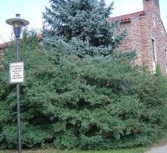 Attēlu rezultāti vaicājumam “Crataegus chlorosarca”