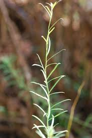 Attēlu rezultāti vaicājumam “Linaria vulgaris bud”