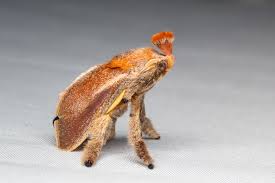 Attēlu rezultāti vaicājumam “Scaphisoma sp.”