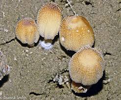 Attēlu rezultāti vaicājumam “Coprinus micaceus”