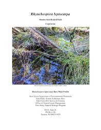 Attēlu rezultāti vaicājumam “Rhynchospora alba fruit”