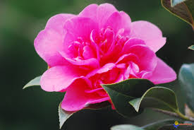 Photo : Fleur de Camélia rose - fleur-de-camelia-rose-visoflora-24663