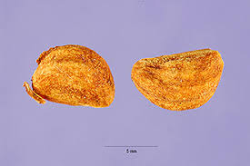 Attēlu rezultāti vaicājumam “Crataegus chrysocarpa”