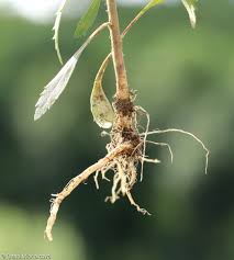 Attēlu rezultāti vaicājumam “Lepidium densiflorum fruit”