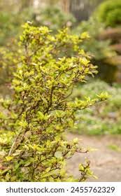 Attēlu rezultāti vaicājumam “Rhododendron sichotense”