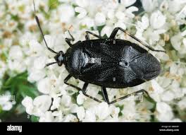 Attēlu rezultāti vaicājumam “Capsus ater”