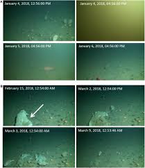 Image result for Vazella pourtalesii