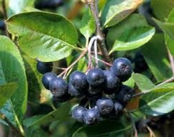 Attēlu rezultāti vaicājumam “Aronia melanocarpa”