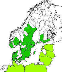 Attēlu rezultāti vaicājumam “Tetratoma fungorum”