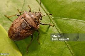 Attēlu rezultāti vaicājumam “Troilus luridus”