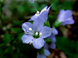 Attēlu rezultāti vaicājumam “Polemoniaceae”