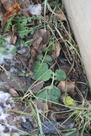 Attēlu rezultāti vaicājumam “Barbarea vulgaris subsp. arcuata fruit”