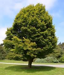 Attēlu rezultāti vaicājumam “Carpinus betulus”